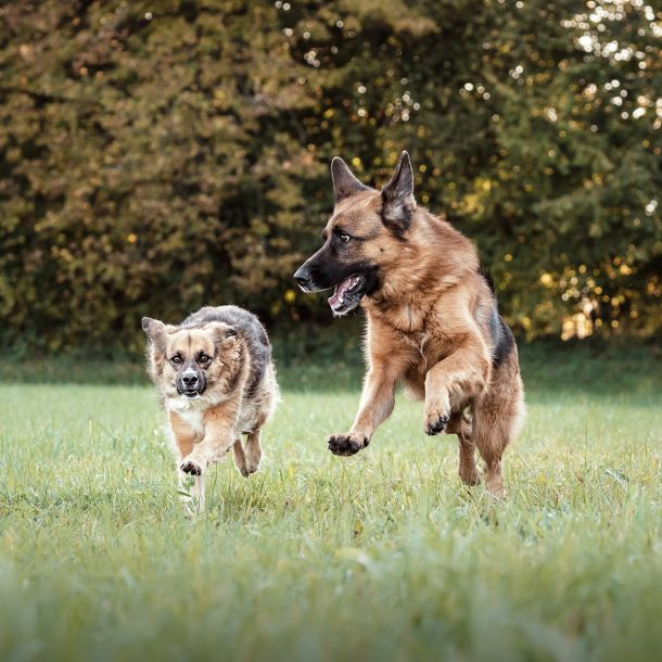 Hundebertreuung