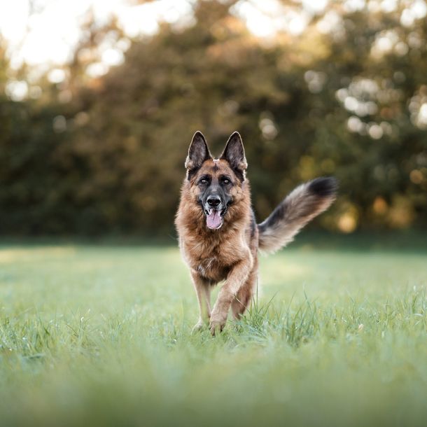 Hundebegleitung