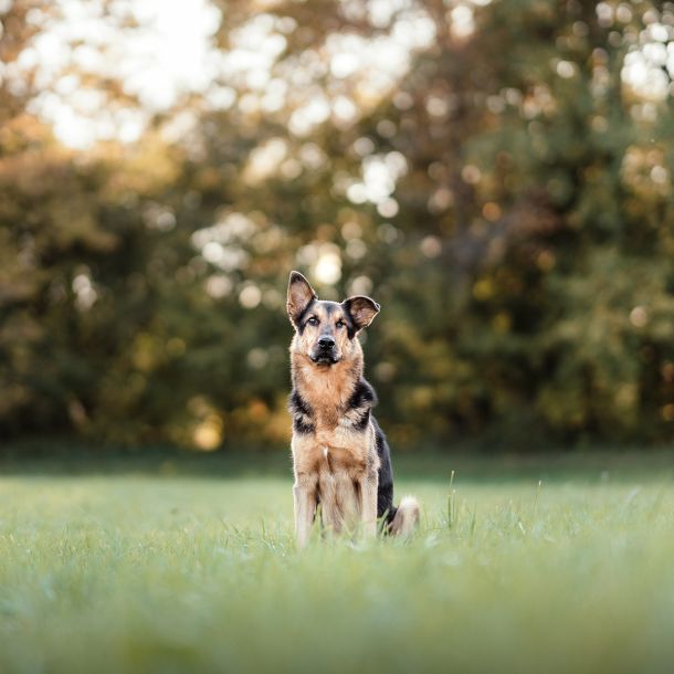 Ernährung für Hunde